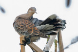 Oriental Turtle-dove - Oosterse Tortel