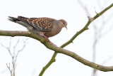 Oriental Turtle-dove - Oosterse Tortel