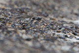 Spotted Sandpiper - Amerikaanse Oeverloper