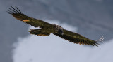 Bearded Vulture - Lammergier