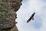 Return of Bearded Vulture Schils