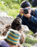 Return of Bearded Vulture Schils