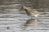 Sharp-tailed Sandpiper - Siberische Strandloper