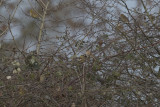Pine Bunting - Witkopgors