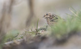 Pine Bunting - Witkopgors