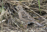 Pine Bunting - Witkopgors