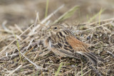 Pine Bunting - Witkopgors