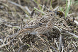 Pine Bunting - Witkopgors