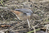 Pine Bunting - Witkopgors