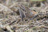 Pine Bunting - Witkopgors