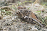 Pine Bunting - Witkopgors