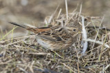 Pine Bunting - Witkopgors