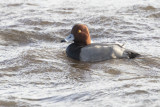 Redhead - Amerikaanse Tafeleend