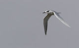 Forsters Tern - Forsters Stern