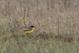 Black-headed Wagtail - Balkankwikstaart