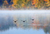 10/12/13- hybrids taking off - foggy morning