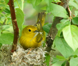 great meadows-warbler nest building