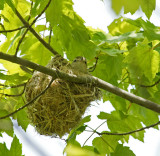 -warbling vireo nest 5/20/13