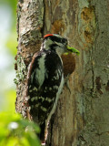 woodpecker feeding babies
