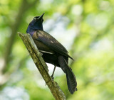 great meadows-6/6/13 - grackle