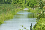 flooded trail -- enlarge to see heron on the trail.  6/17/13