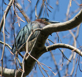 green heron in tree- 5-7-14