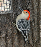 1/25/14 red bellied woodpecker
