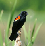 red winged blackbird 5/30/14
