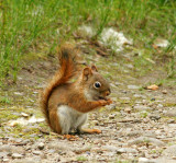 Red Squirrel