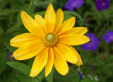 flower bridge-daisy?