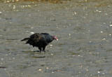 cape ann-Turkey vulture