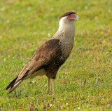 blue heron water-Caracara