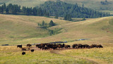 wildlife dr.-Buffalo herd and rolling hills