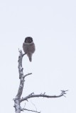 Northern Hawk Owl/Chouette épervière