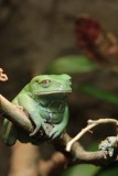 waxy monkey leaf  frog/rainette