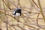 Black-throated Blue Warbler/Paruline bleue