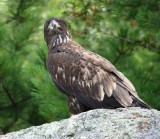 American Bald Eagle/Pygargue a tête blanche