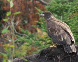 American Bald Eagle/Pygargue a tête blanche