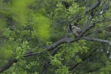 Great Horned Owl/Grand-duc d'Amérique