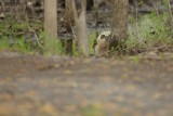 Great Horned Owl/Grand-duc d'Amérique