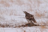 Red-tailed Hawk/Buse à queue rousse