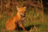Red Fox/Renard roux