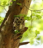 Eastern Screech Owl-Petit-duc maculé