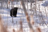 wildlife_la_faune