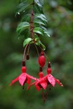 Tofino Botanical Gardens