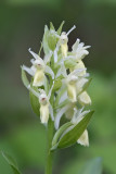 dactylorhiza sambucina