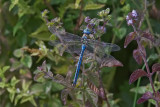 anax  imperator/ libellula imperatore