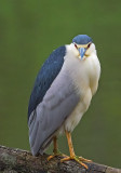 _4210797.jpg