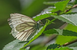 _4250020.jpg