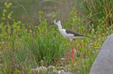 P5210091raw.jpg